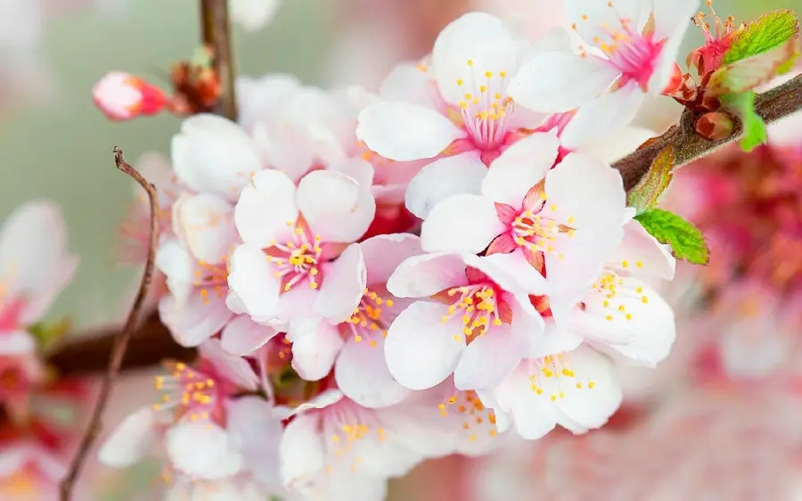 Unique photo of spring cherry blossoms for profiles in HD quality