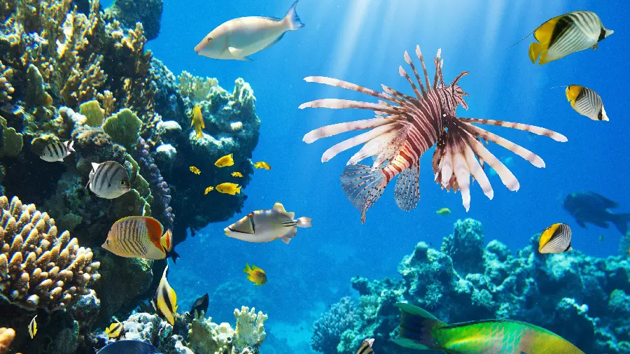 Wallpaper of a fish near a coral reef