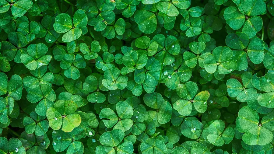 Attractive Irish symbol with rich spiritual meanings