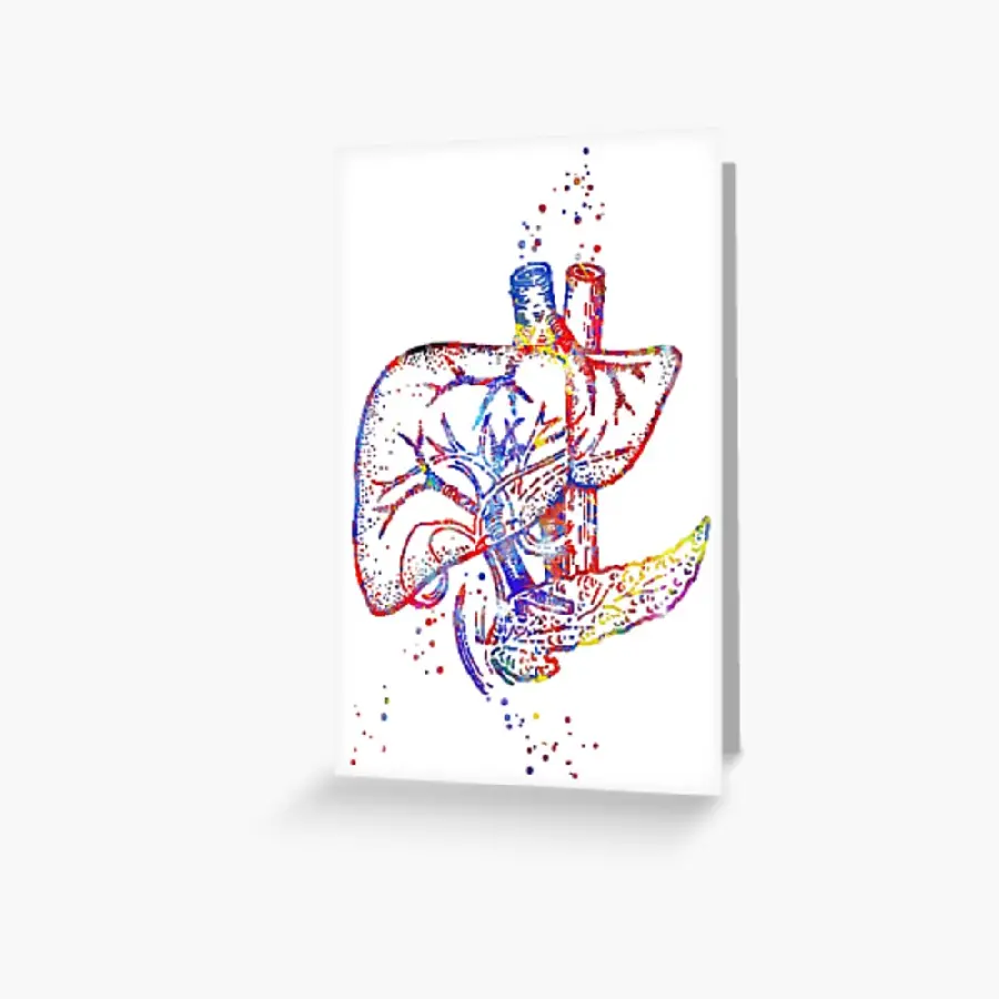 Photo of a human liver board for use in doctor's and medical offices