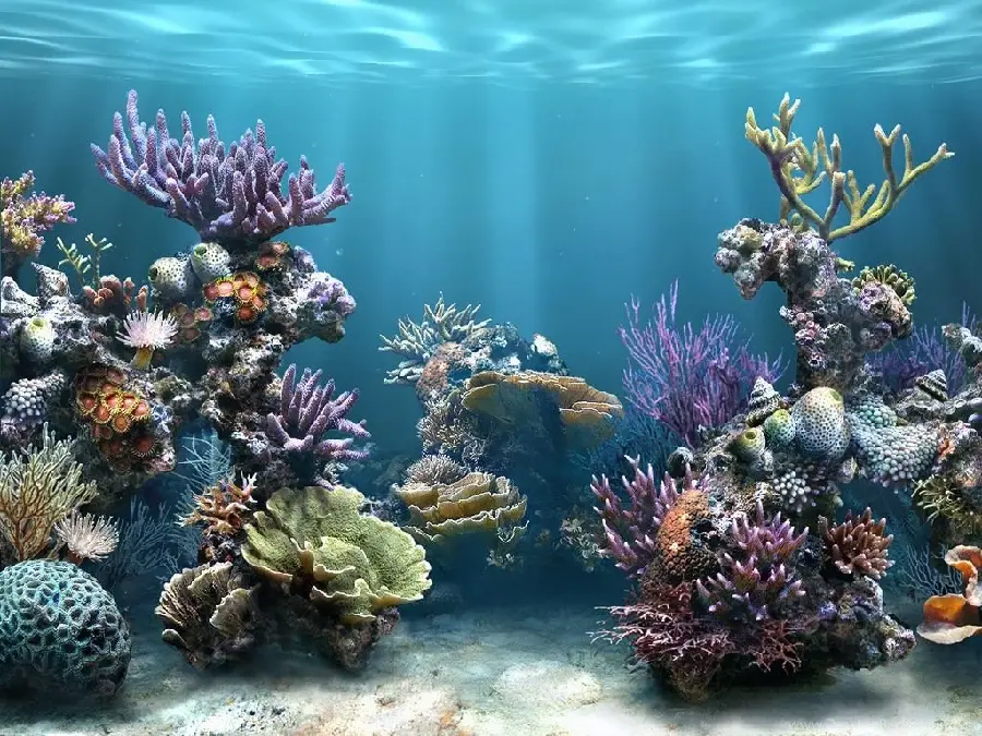 Coral and dark reefs in a variety of colors