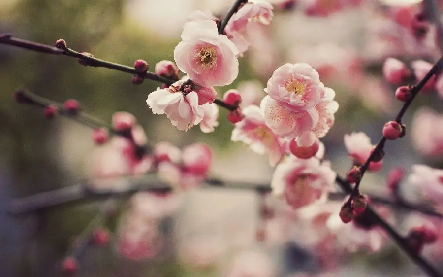 Beautiful photo of spring cherry blossoms for profile