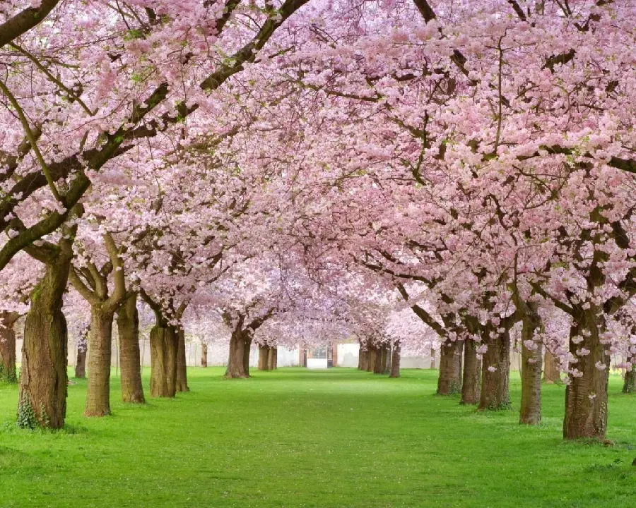 Spring Cherry Blossoms Wallpaper HD Flower