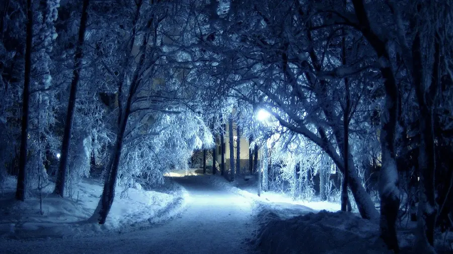 Beautiful picture of trees and a beautiful road on a beautiful winter night