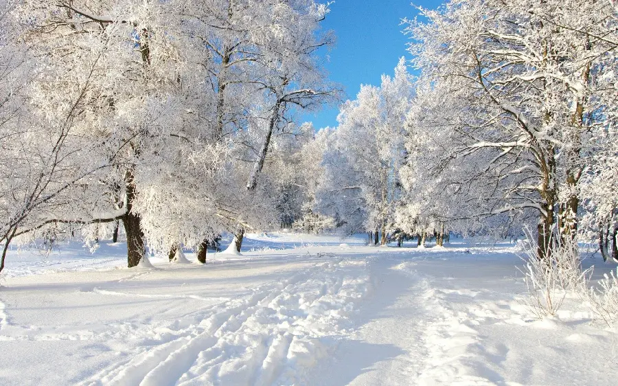 Beautiful winter photo 2022 and winter photo for profile with snow-covered trees
