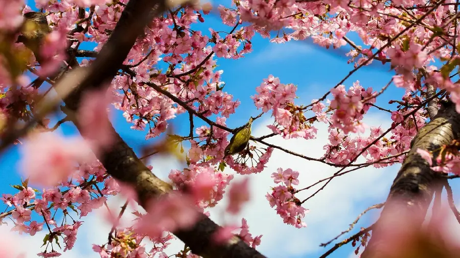Beautiful photo of spring cherry blossoms and sparrow