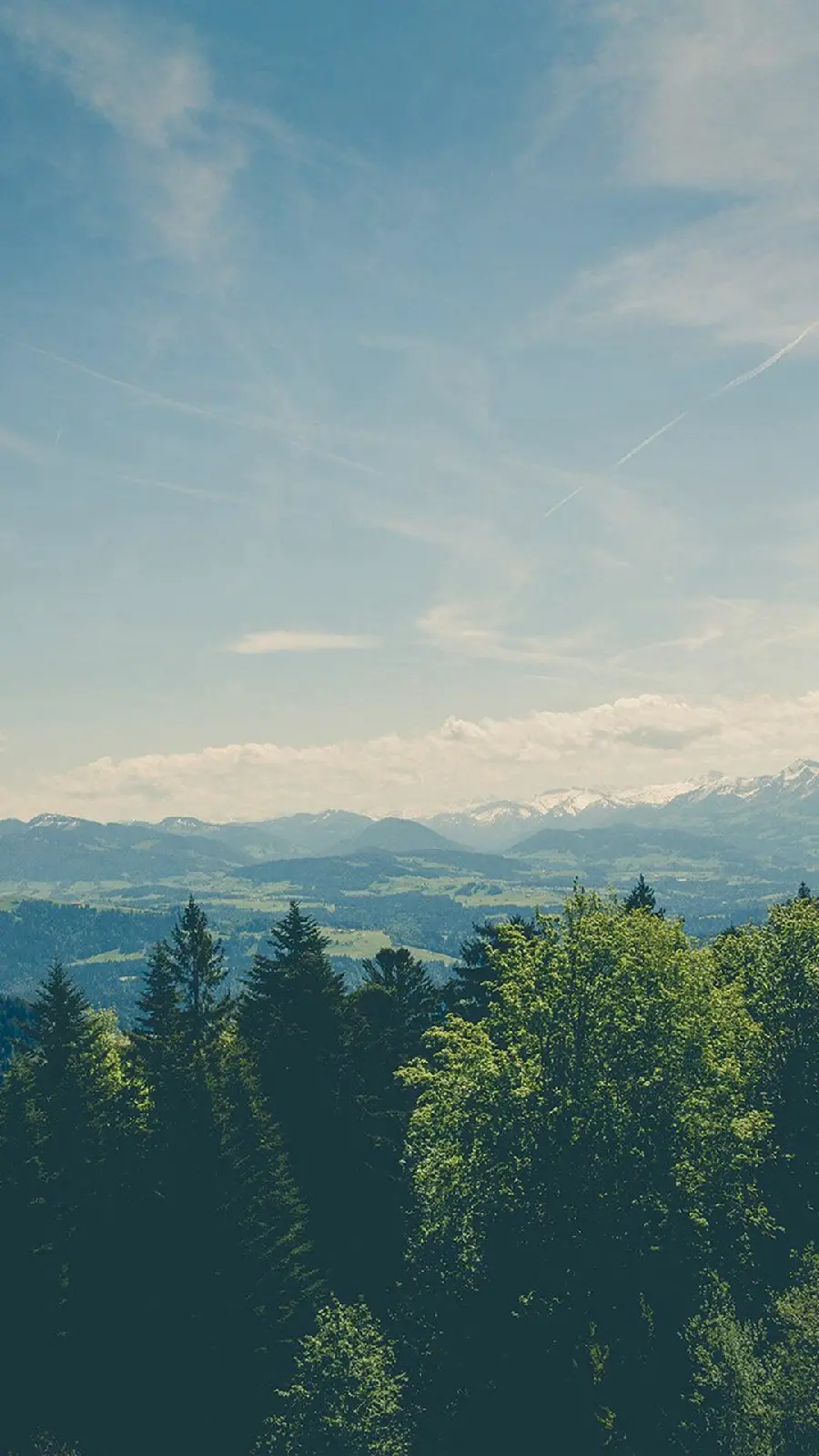 Download high-quality iPhone wallpaper in iOS 7 with a design of beautiful coniferous forests