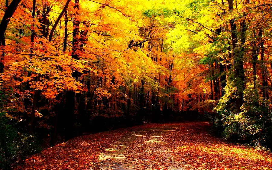 Download quality autumn photos without logos for content production and Instagram posts