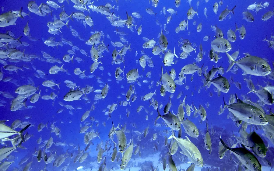 A photo of a gathering of silver fish on the ocean floor