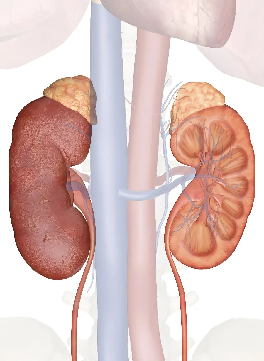Photo of a real human kidney