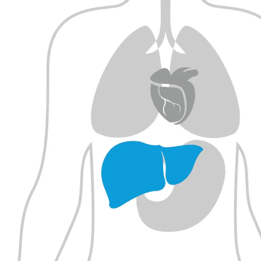 Good quality photo of human liver