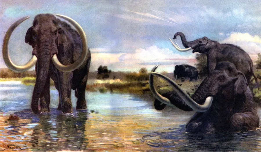 Color background image of two mammoths swimming in the river water