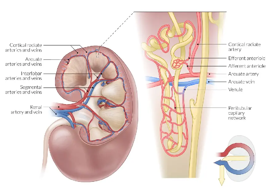 Human Kidney Photo in Full HD Quality