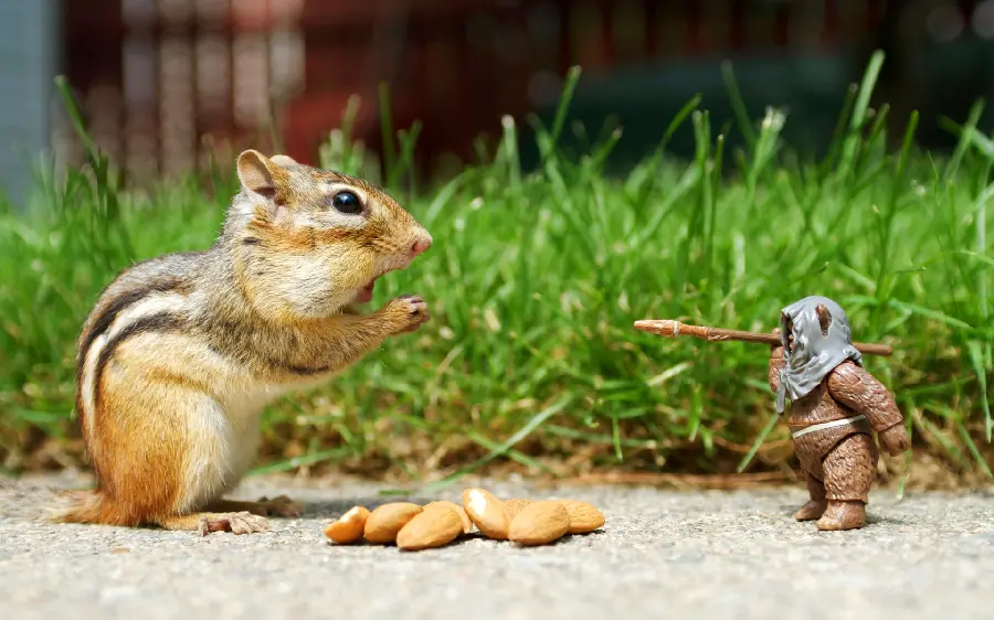 Interesting photo of a squirrel with a toy figure