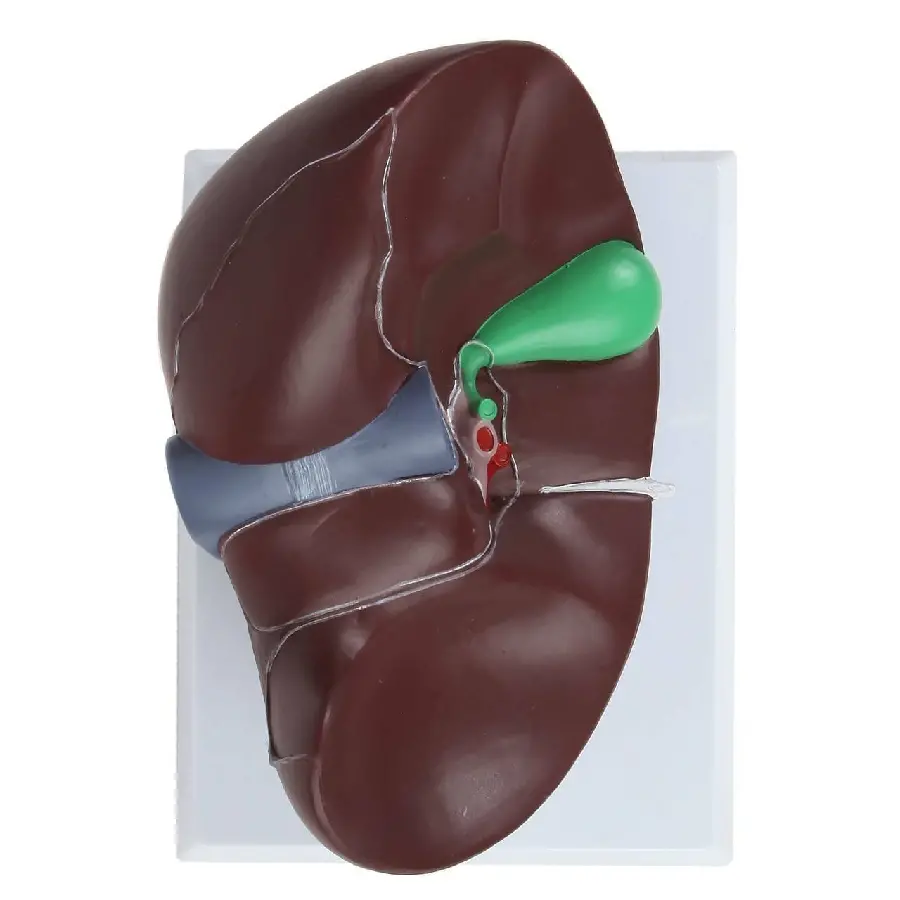 Image of the human liver for use in experiments