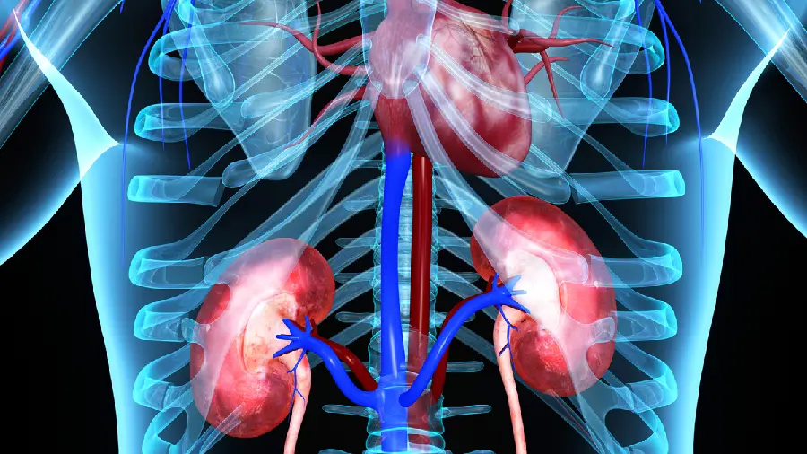 MRI image of human kidneys for use in articles and research