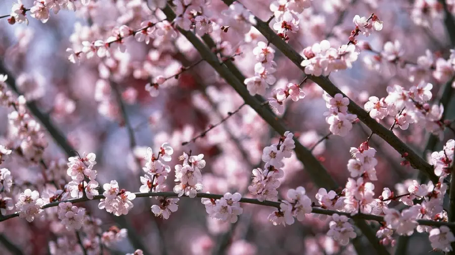 Beautiful and Amazing Spring Cherry Blossoms Background for Profile