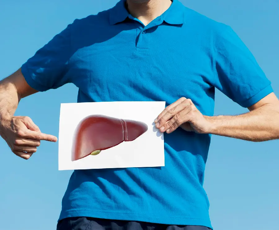 Image of the liver's location in the human body