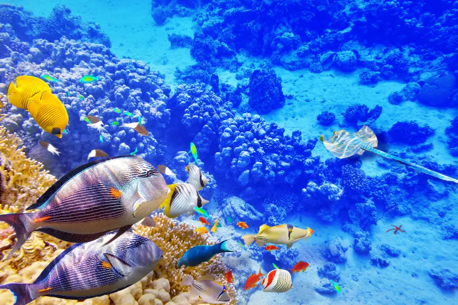 Carbon Blue Coral Reef Wallpaper