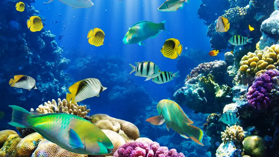 High quality underwater ocean fish photos