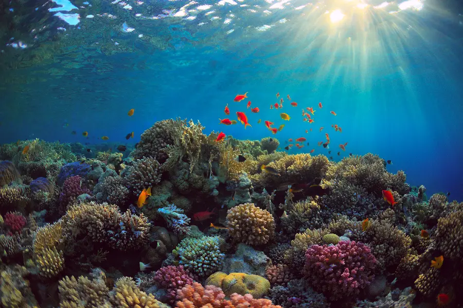 Photo of coral reefs under sunlight and in the depths