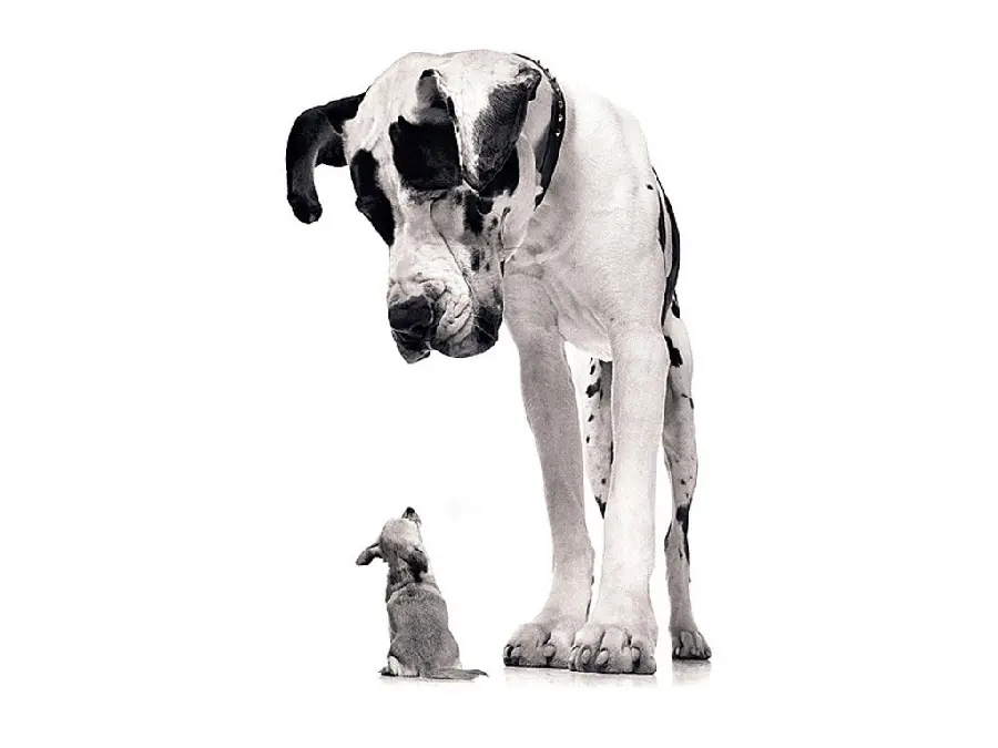 A very interesting picture of two different generations of dogs coming face to face