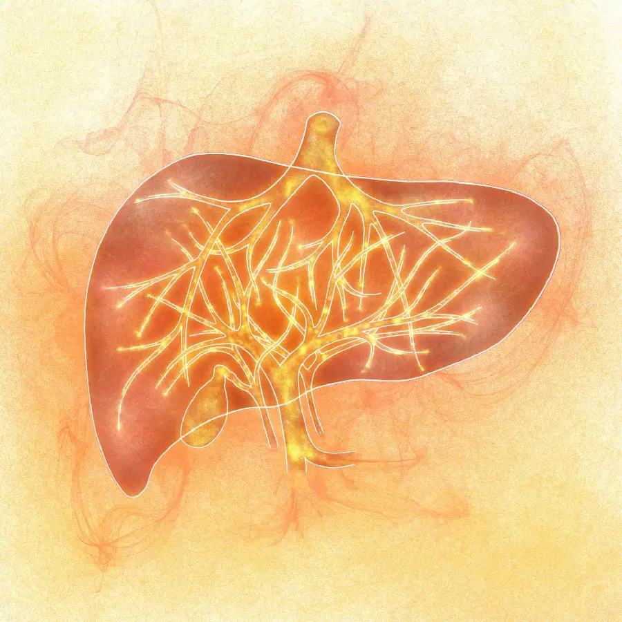 Photo of the human liver for profile and mobile background