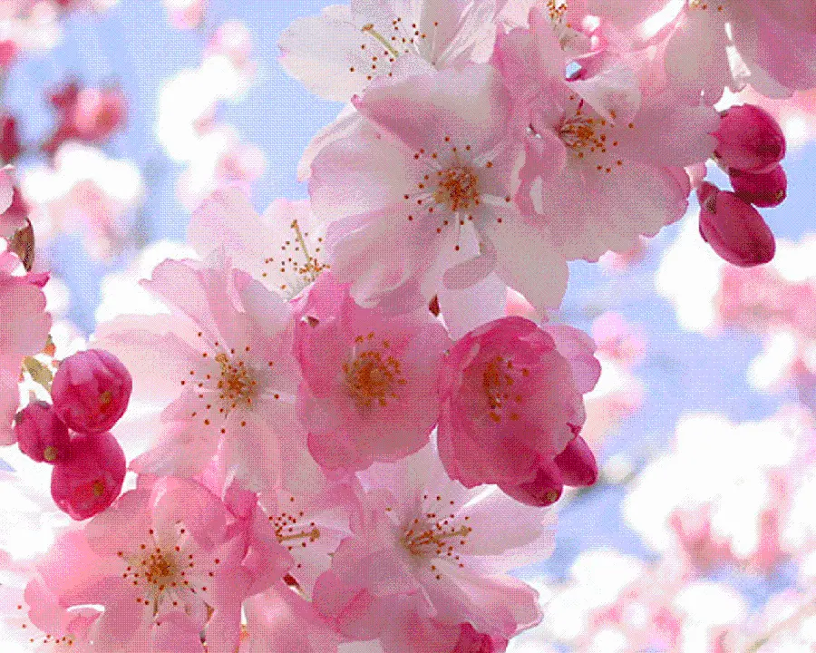 Photo of pink flowers on cherry trees in spring for profiles
