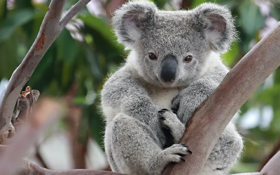 Fun Koala Desktop Wallpaper in HD