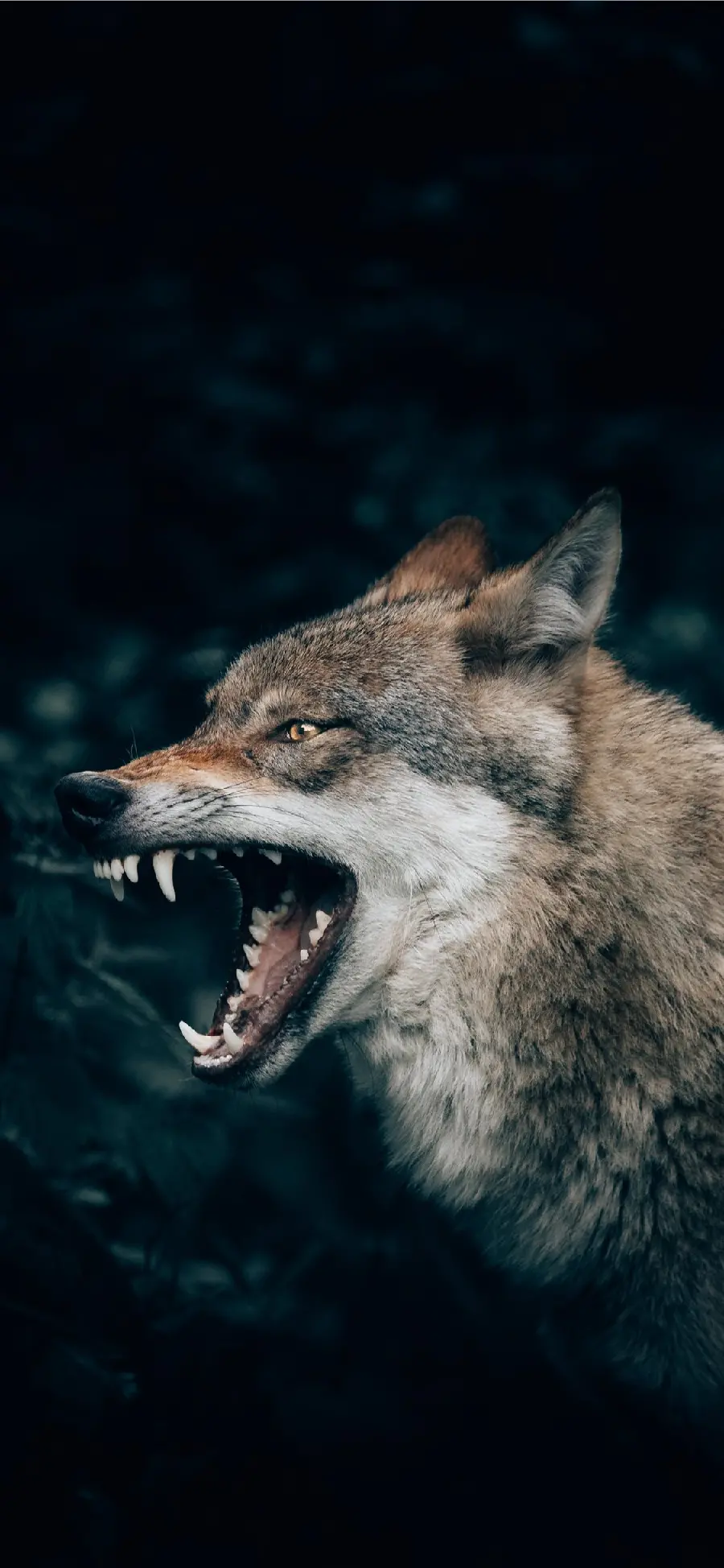 HD wallpaper of a ferocious and scary wolf