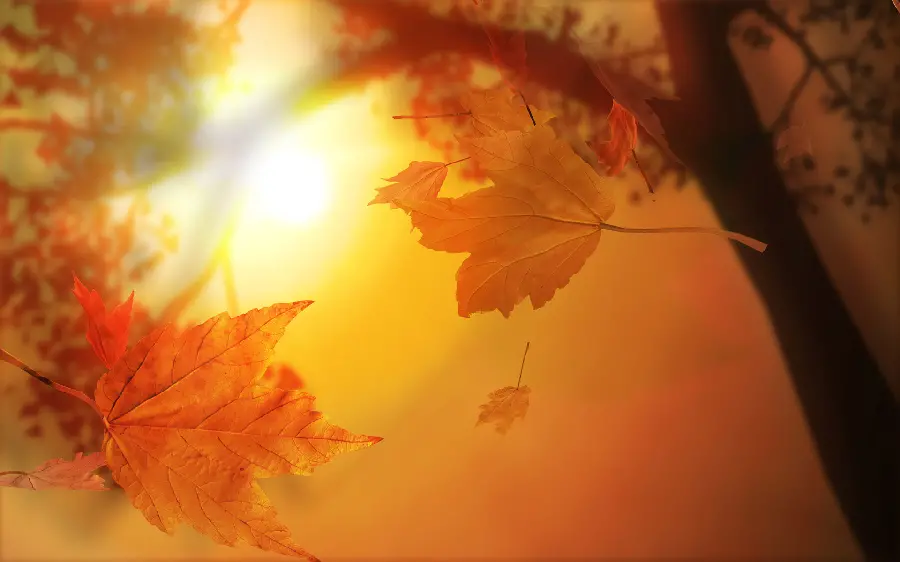 Beautiful autumn wallpaper with 4K quality