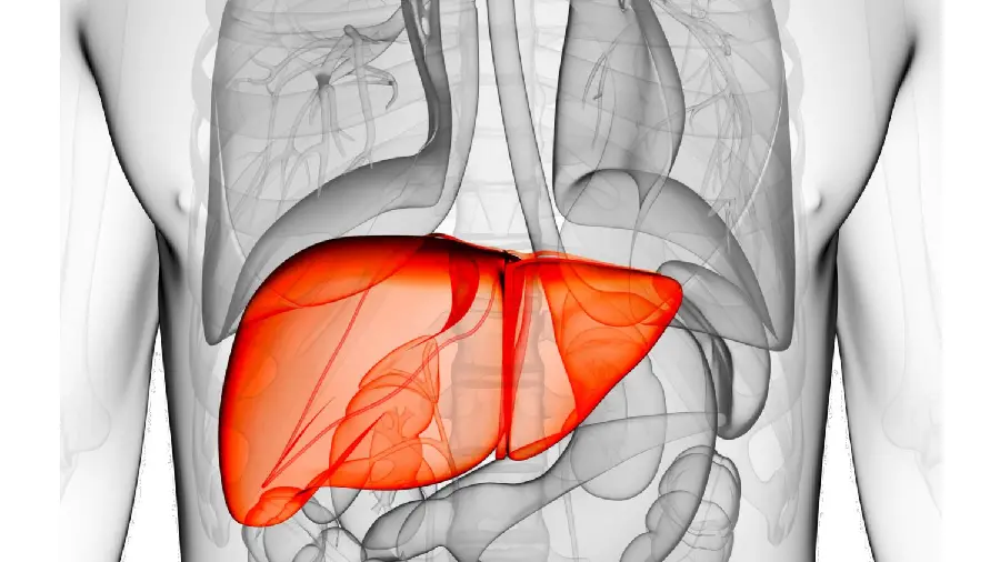 Photo of the location of the human liver in the body