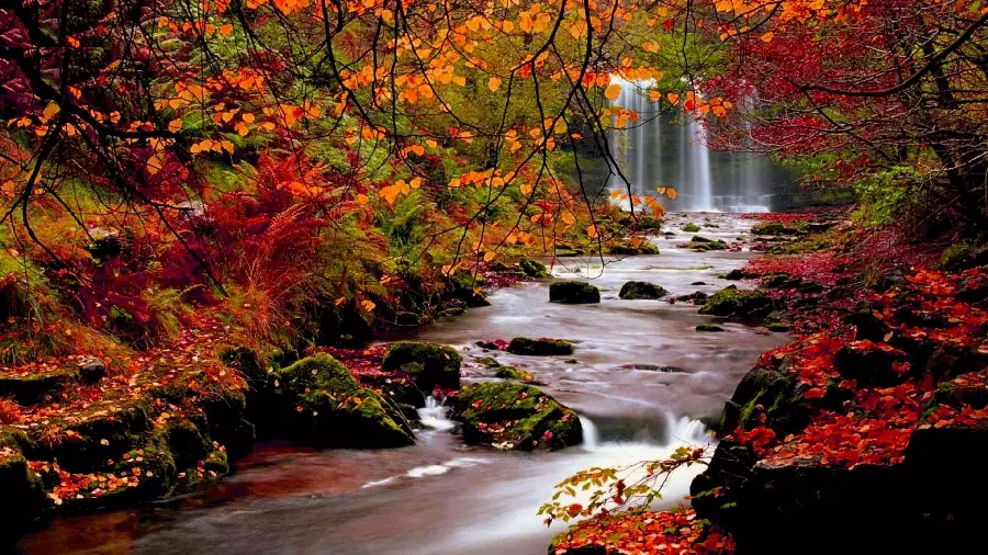 Photo of the autumn trees and foliage by the flowing river in the fall