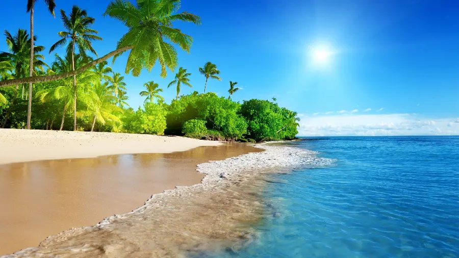 Download the background of a beautiful ocean beach with palm trees on a sunny day