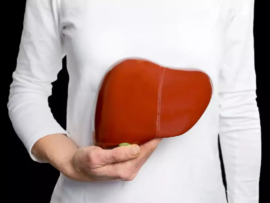 Photo of the human liver in the hands of a doctor and physician