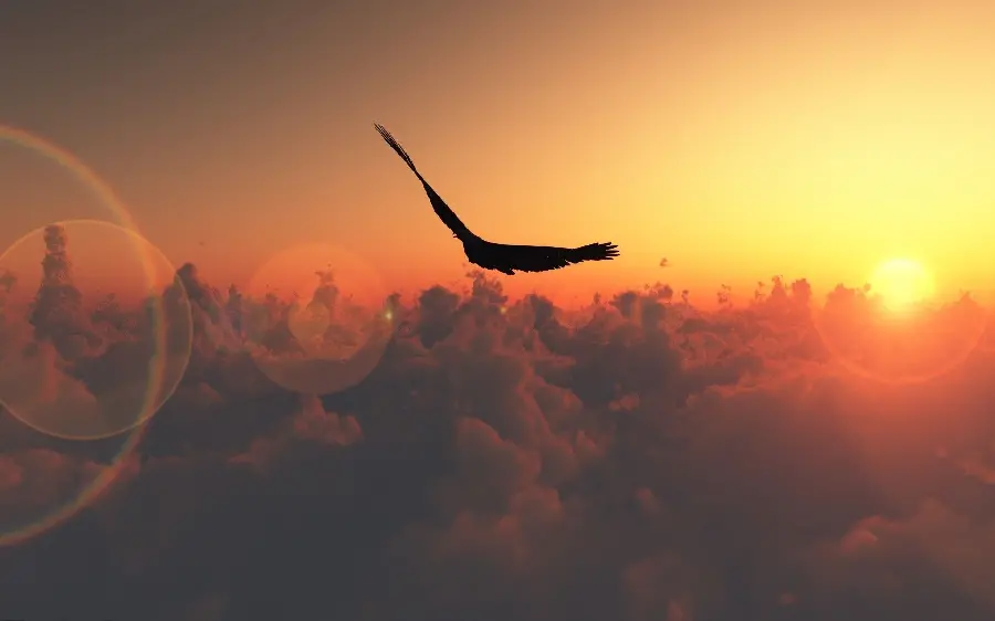Photo of a bird with a feather, the concept of freedom