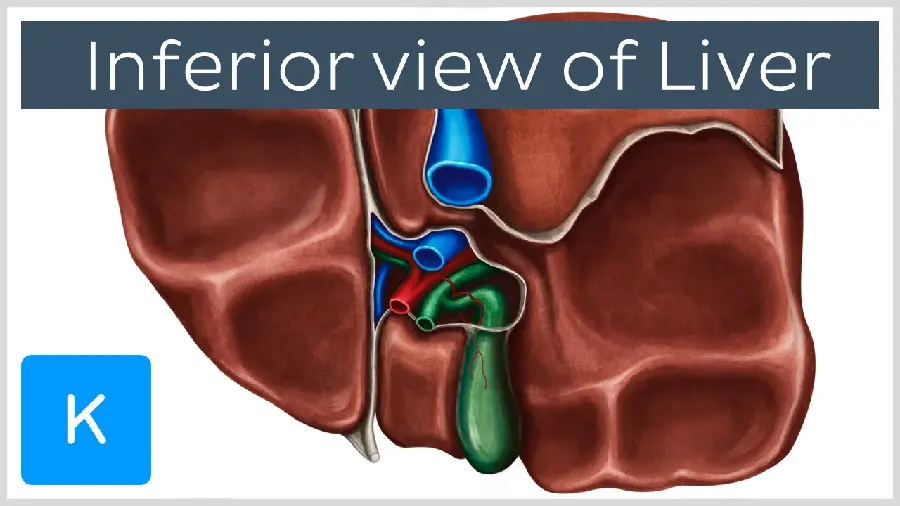Photo inside the human liver
