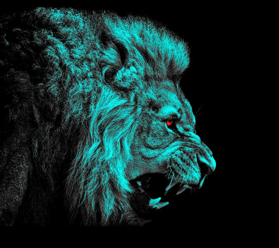 Wallpaper of an angry male lion