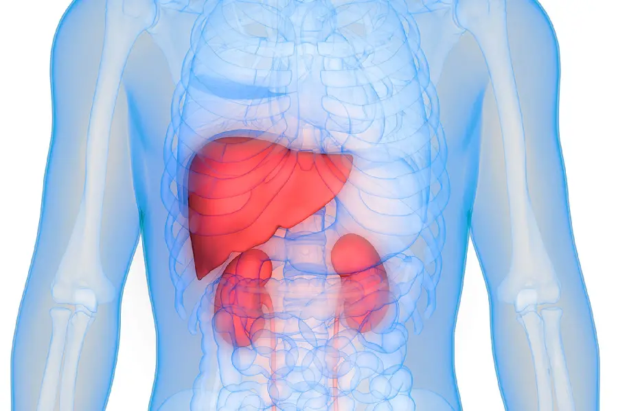 Photo of healthy and disease-free human kidneys