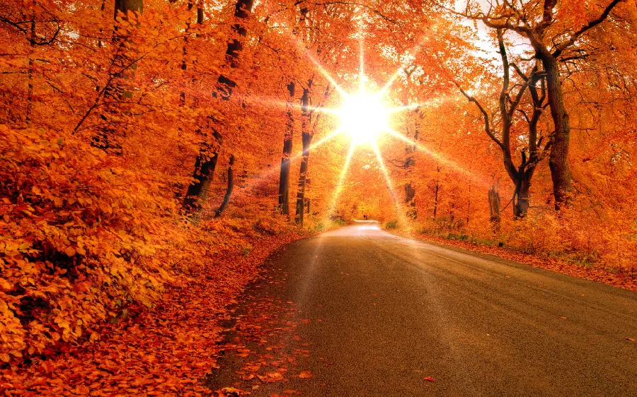 Download Beautiful and Amazing Autumn Season Photo and Road and Sunlight Shining Through the Trees