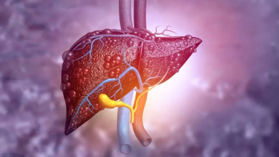 Human Liver Background for Medical Students Wallpaper
