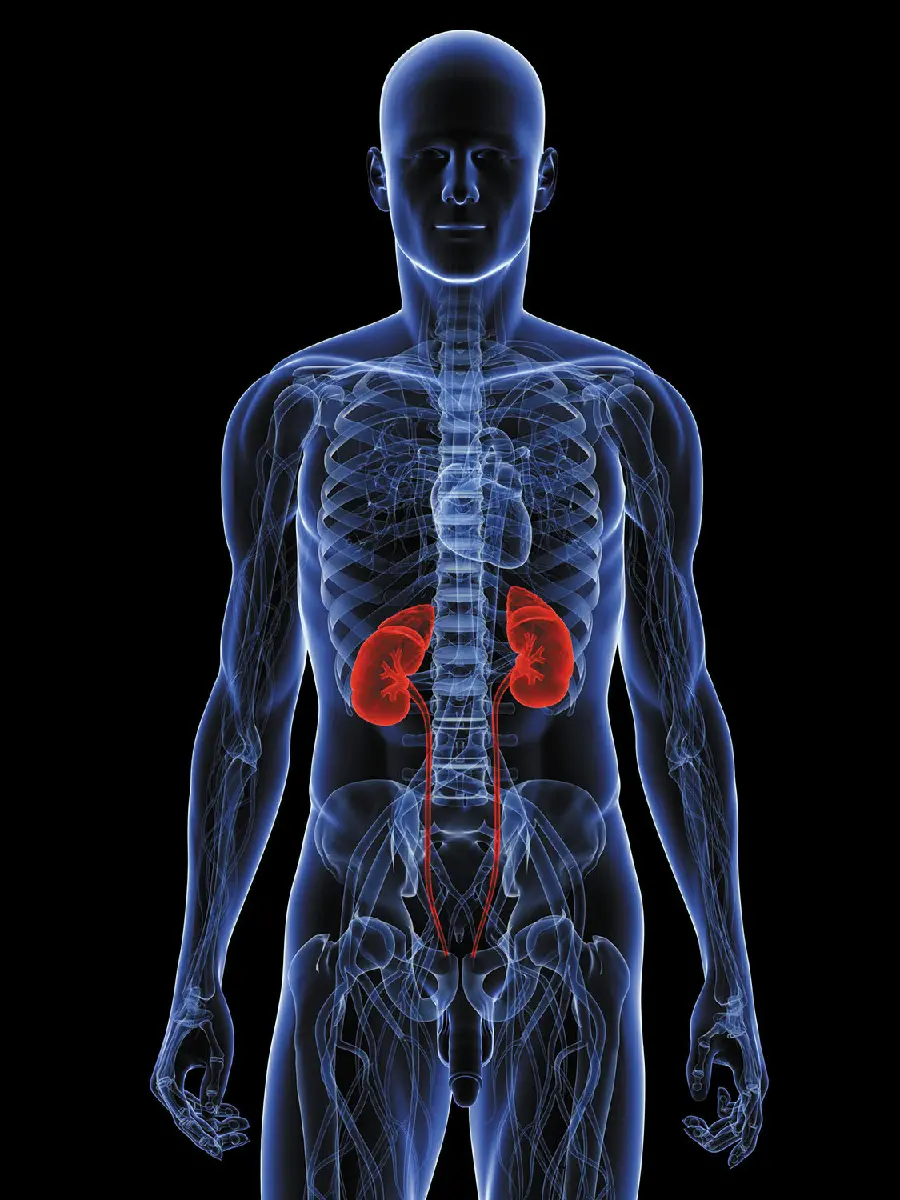 Human Kidney Photo for Scientific Research Writing