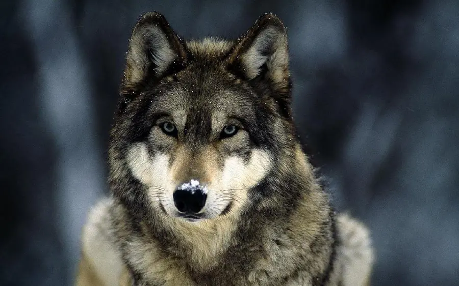 Download a high-quality real wolf photo for wallpaper