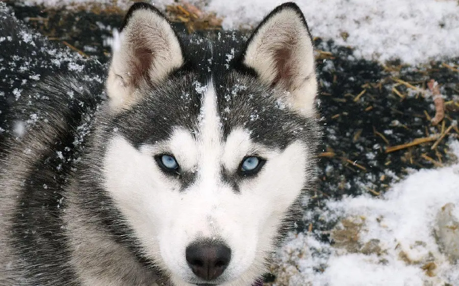 Real photo of a wolf with blue eyes in the snow