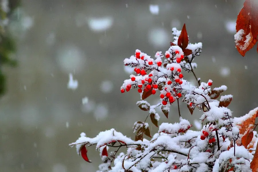 Photo of a frozen tree in winter for phone backgrounds and profiles