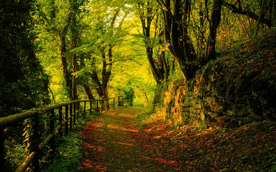 Wallpaper Beautiful autumn nature photo with high quality for Telegram, Instagram and WhatsApp profiles
