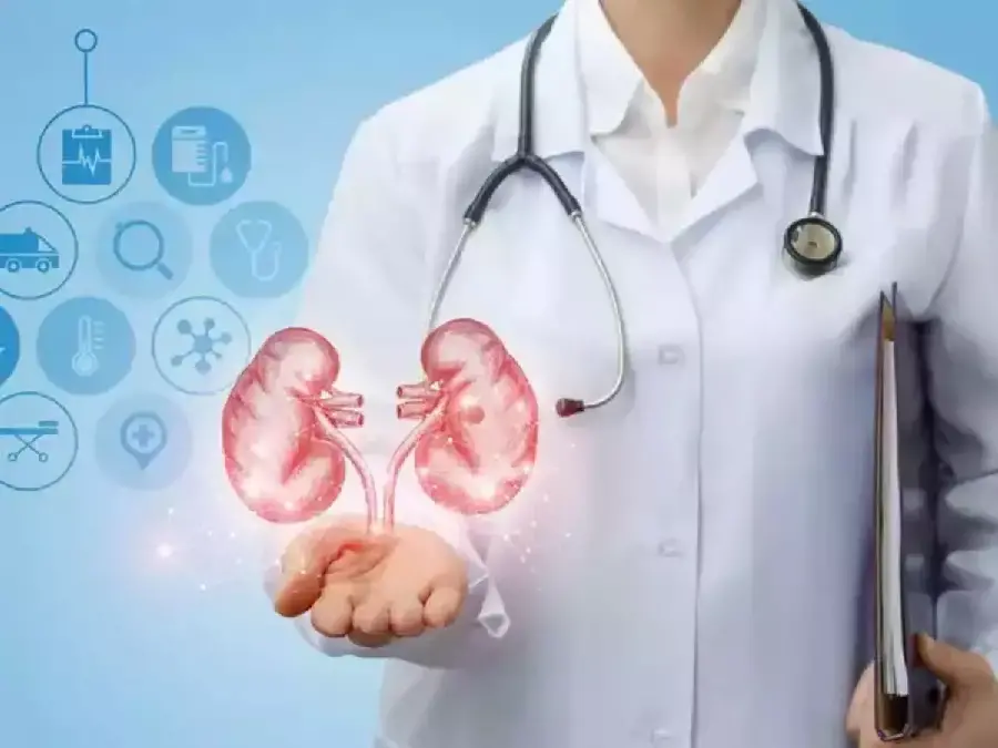 Photo of a human kidney for Windows wallpaper