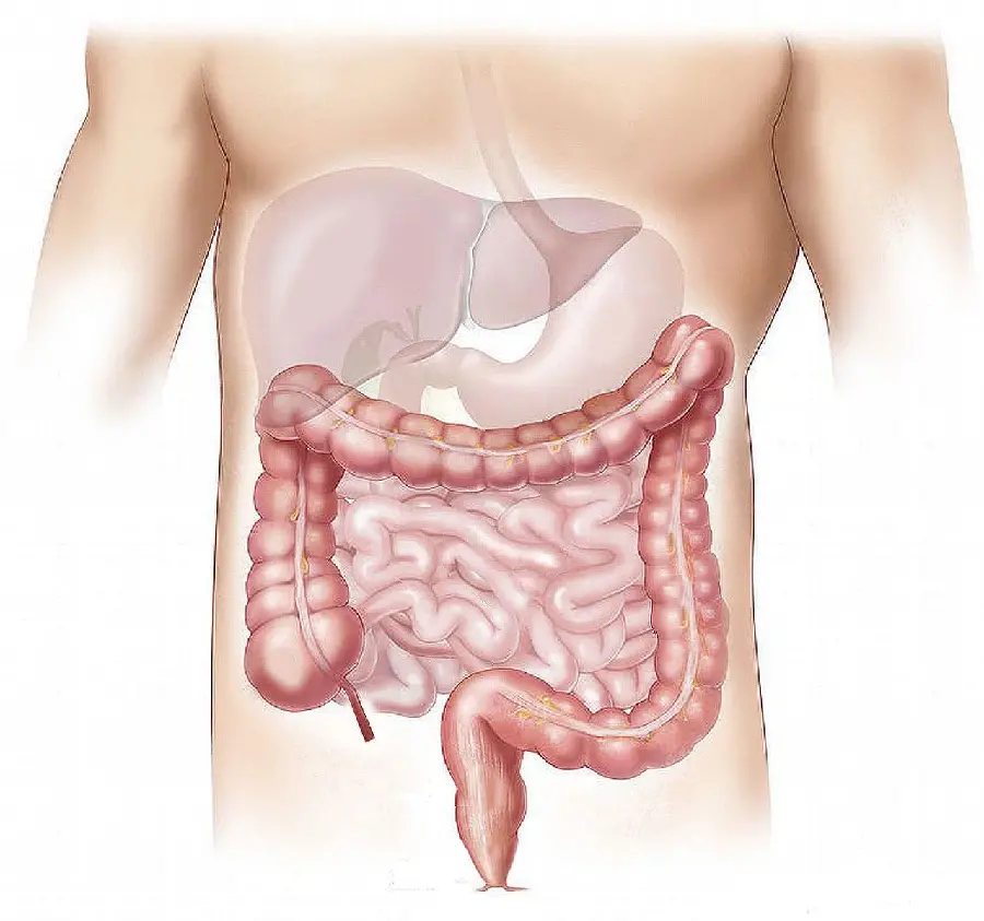 Human Liver and Intestine Anatomy Picture in the Body