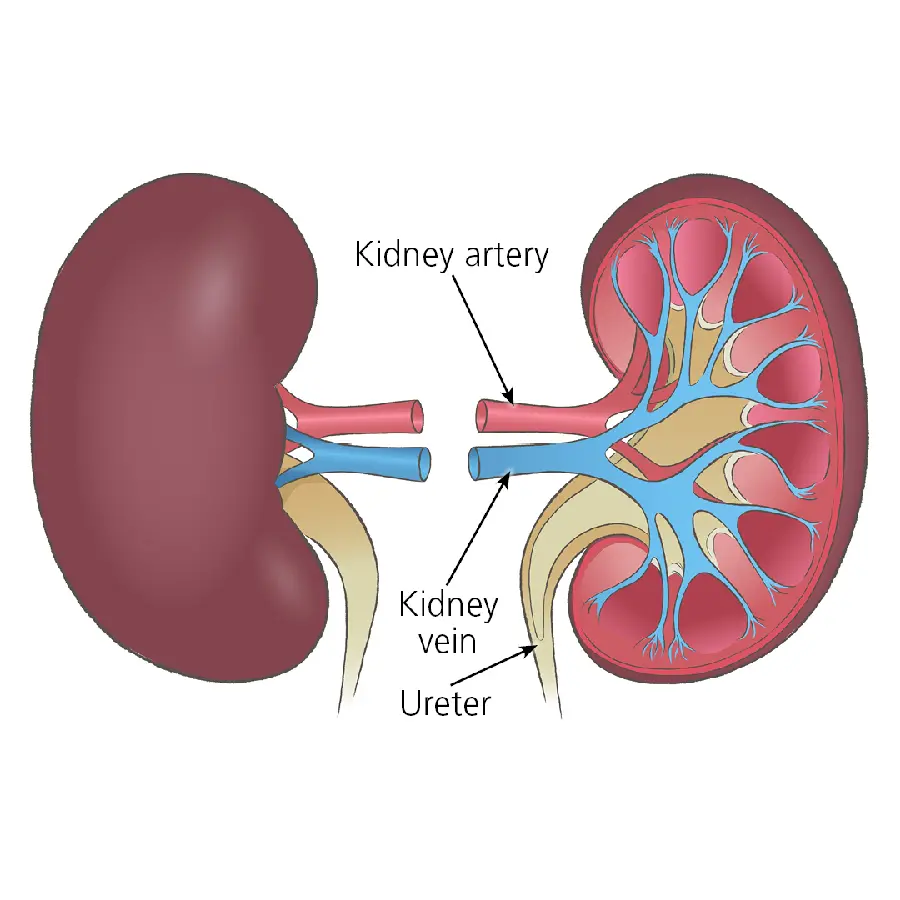 Quality photo of human kidneys for printing on a color banner