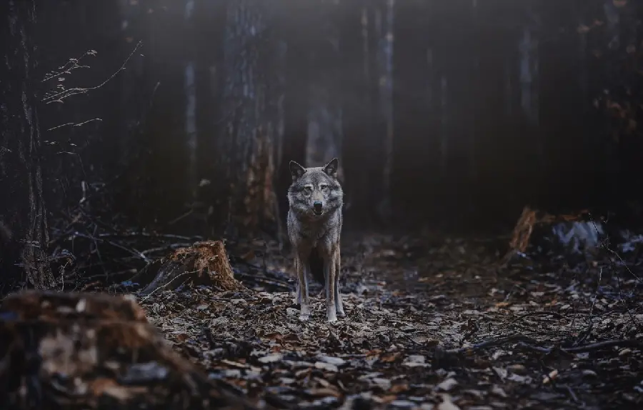 Download a high-quality photo of a lone wolf in the forest